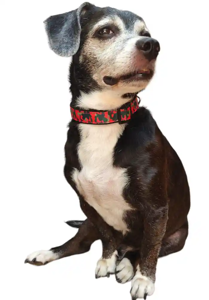 Collar Correa Reata Perros Militar Rojo Perros Medianos-grandes