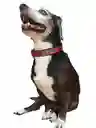 Collar Correa Reata Perros Militar Rojo Perros Medianos-grandes