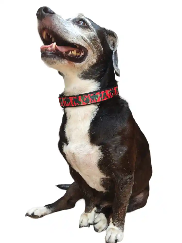 Collar Correa Reata Perros Militar Rojo Perros Medianos-grandes