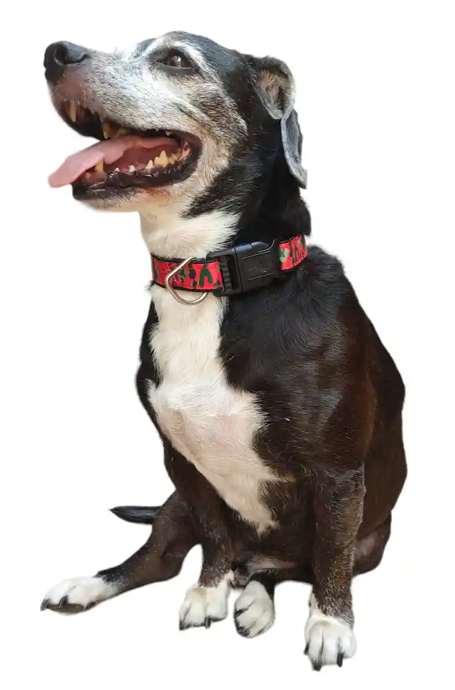 Collar Correa Reata Perros Militar Rojo Perros Medianos-grandes