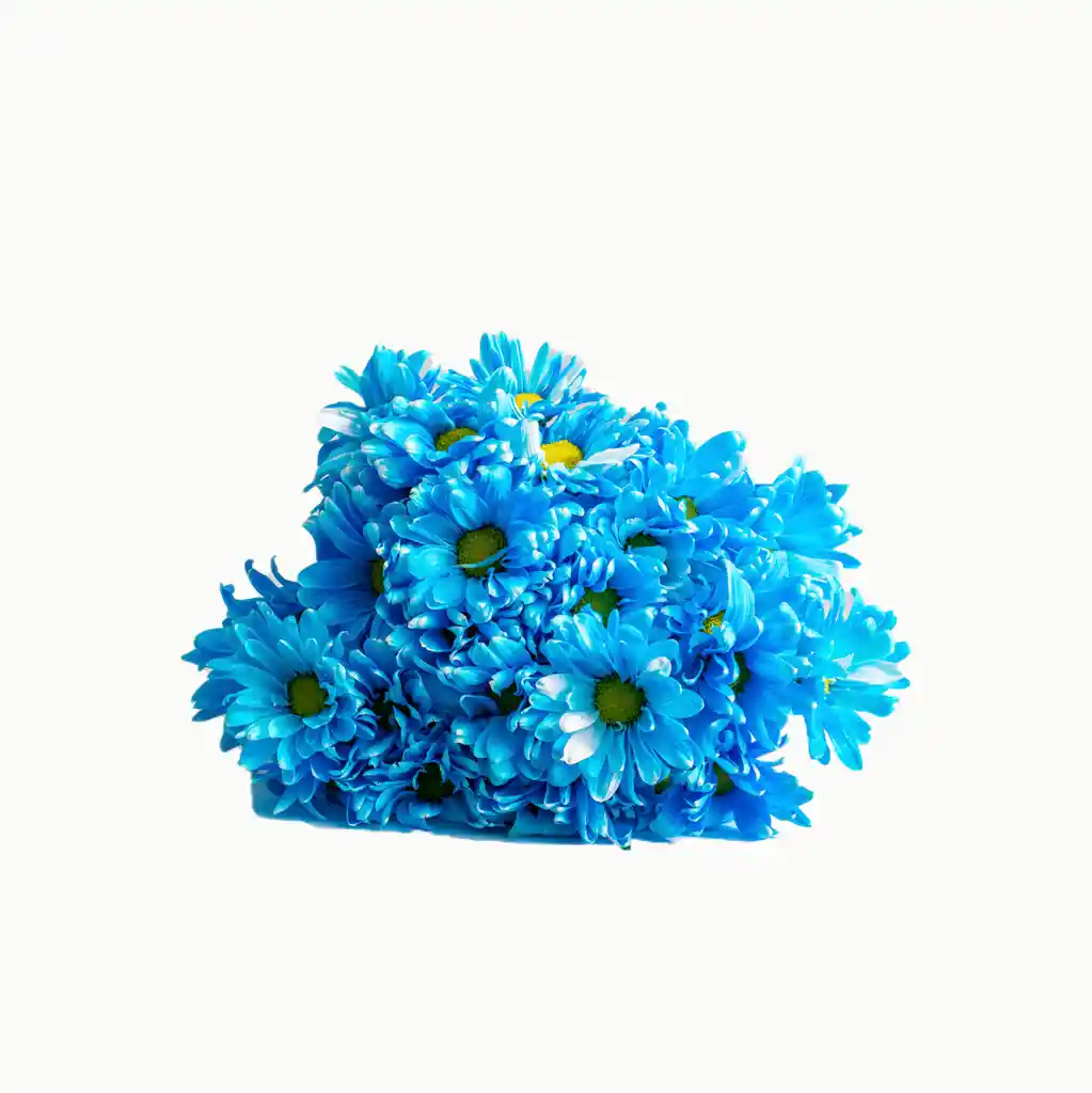 Arreglo Floral, Margaritas Azules