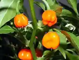 Chile Habanero