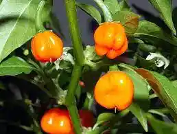 Chile Habanero