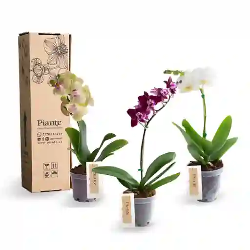 Combo Amix X3 Orquídeas Mini Premium