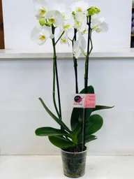 Orquídea Condolencias 3 Varas - Blanca