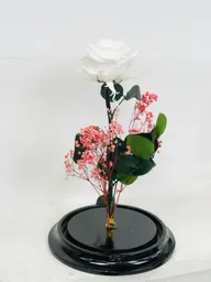 Rosa Preservada Condolencias - Blanca