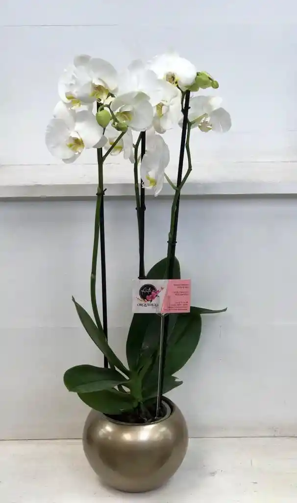 Orquídea Condolencias 3 Varas Con Matera Elegante - Blanca