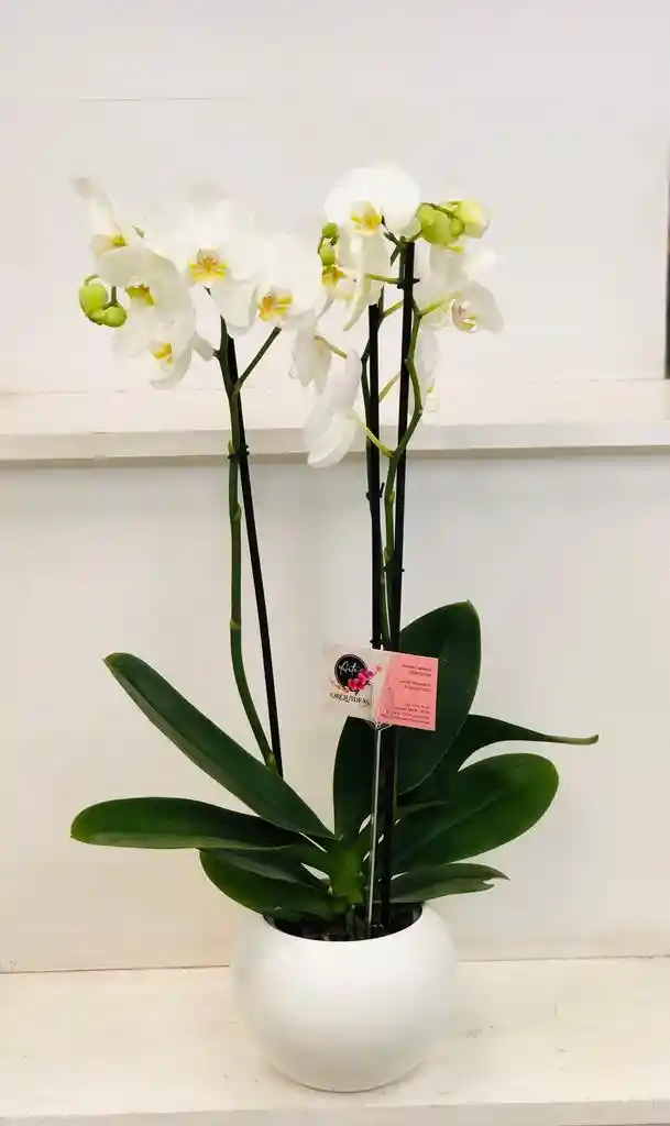 Orquídea Condolencias 3 Varas Con Matera Elegante - Blanca