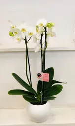 Orquídea Condolencias 3 Varas Con Matera Elegante - Blanca