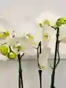 Orquídea Condolencias 3 Varas Con Matera Elegante - Blanca