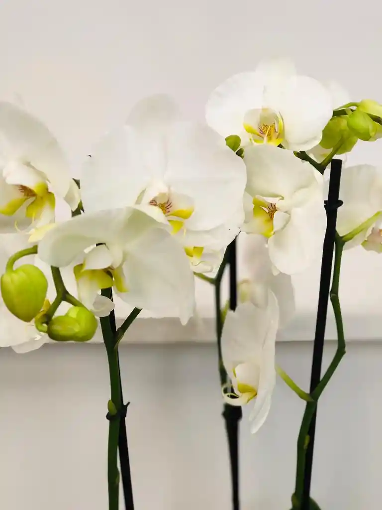 Orquídea Condolencias 3 Varas Con Matera Elegante - Blanca