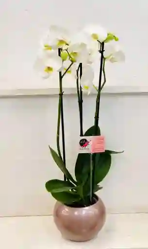 Orquídea 3 Varas En Matera Ceramica - Blanca