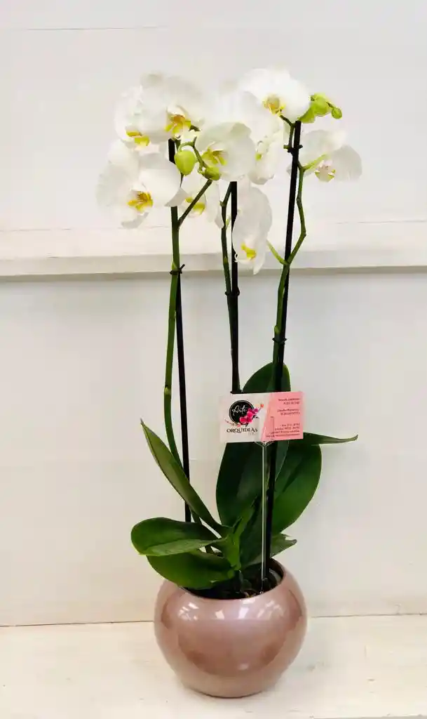 Orquídea 3 Varas En Matera Ceramica - Blanca