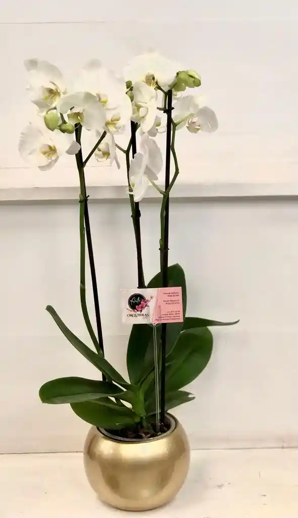 Orquídea 3 Varas En Matera Ceramica - Blanca