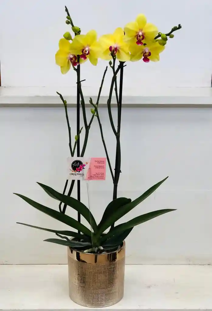 Orquidea Queen De 2 Varas Edicion Especial - Amarilla - 2 Varas