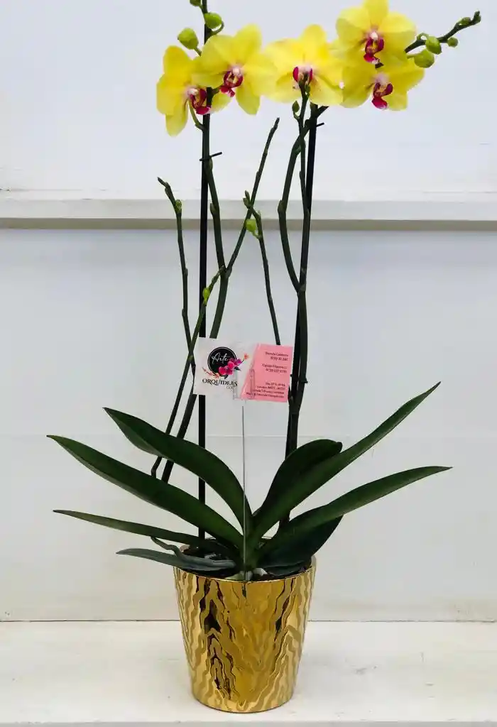 Orquidea Queen De 2 Varas Edicion Especial - Amarilla - 2 Varas