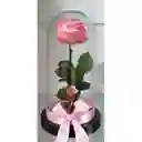 Rosa Inmortalizada