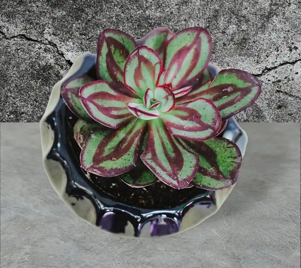 Suculenta Echeveria Pintada