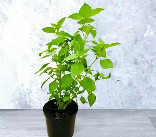 Planta Albahaca