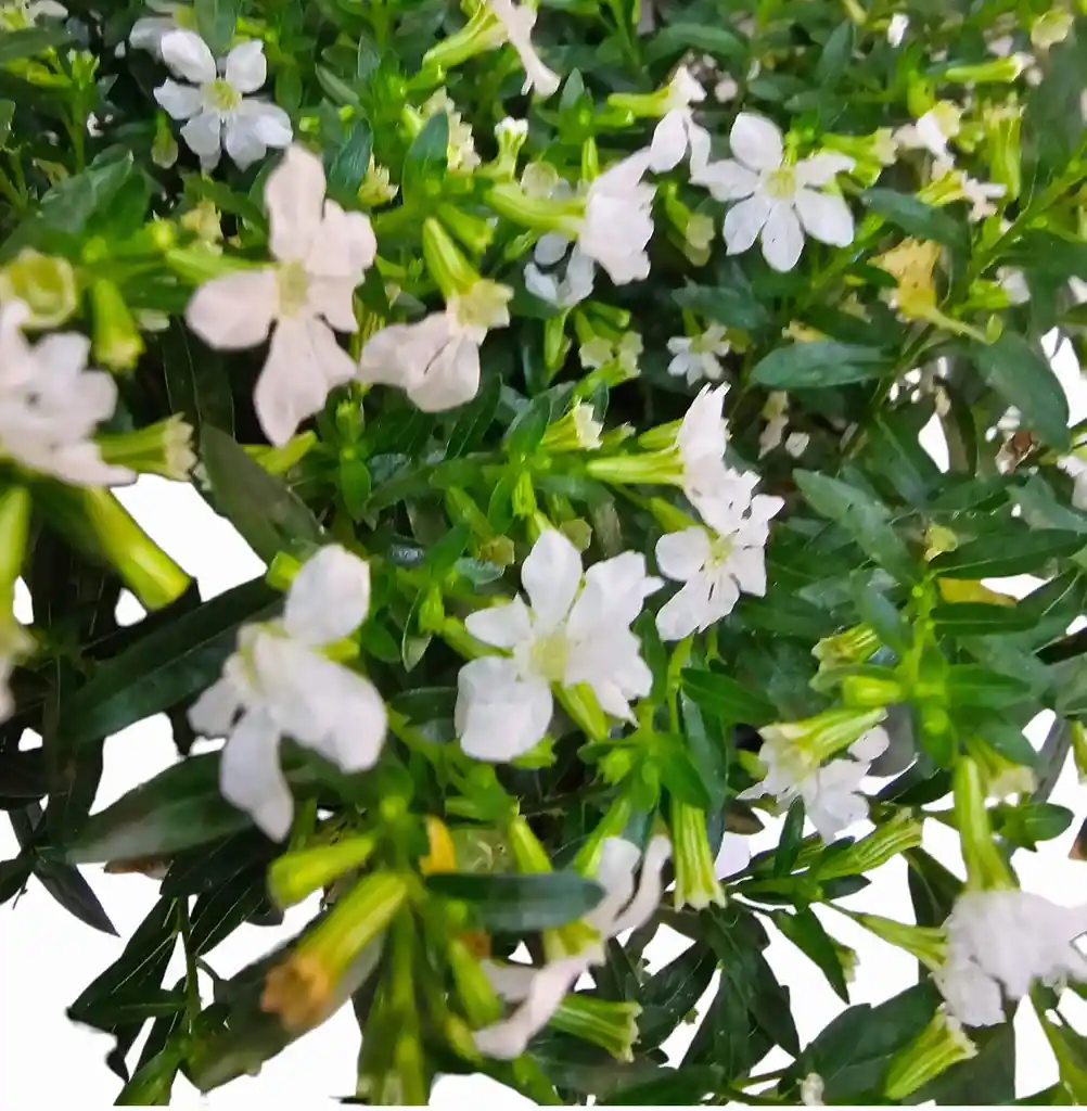 Planta Diosma Blanca