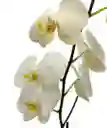 Orquidea Blanca Una Bara