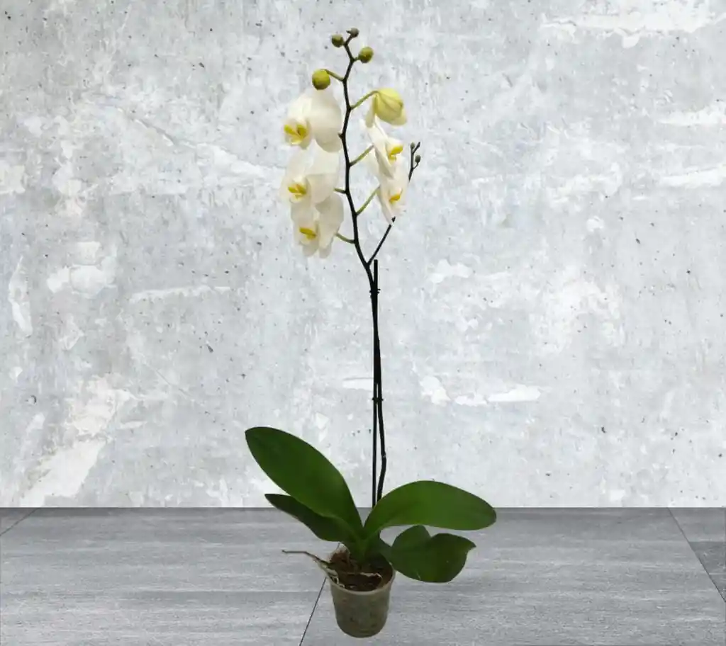 Orquidea Blanca Una Bara