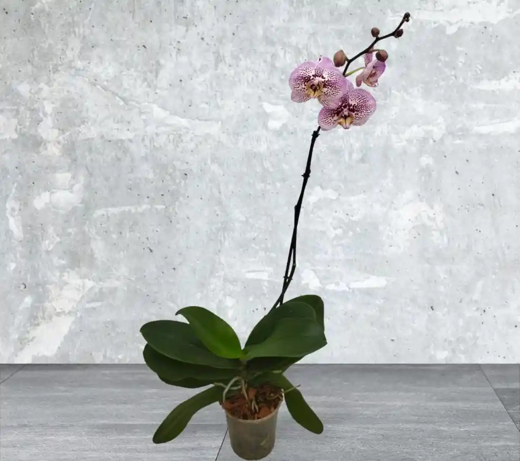 Orquidea Morada Y Blanco 1 Bara