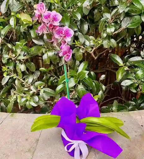 Orquidea Grande De Un Tallo