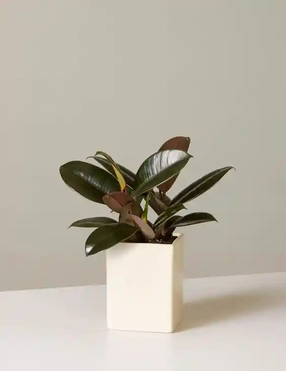 Ficus Elastica Negra, Plantas De Interior, Decoración Del Hogar, Aire Puro, Fácil Cuidado