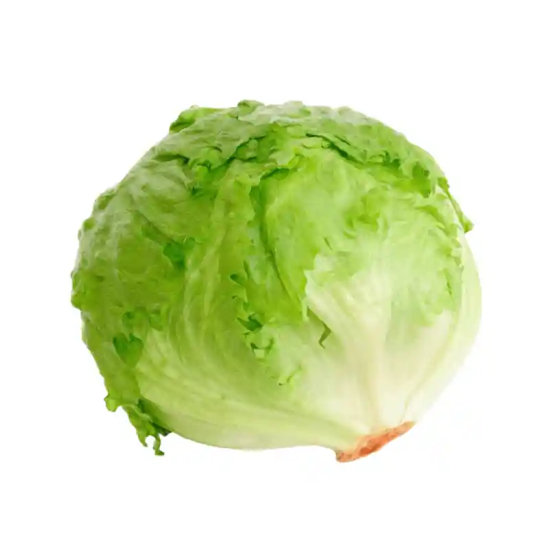 Lechuga Batavia