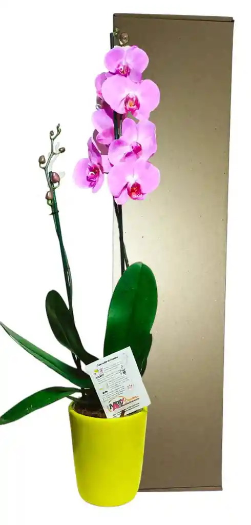 Orquidea Grande 2 Varas Matera Ceramica 2 Varas Oferta Madre Mama