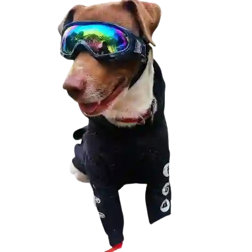 Gafas Para Perros Dogtravel
