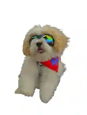 Gafas Para Perros Dog Aviadoras