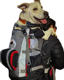 Morral Para Perros Pro Oslo