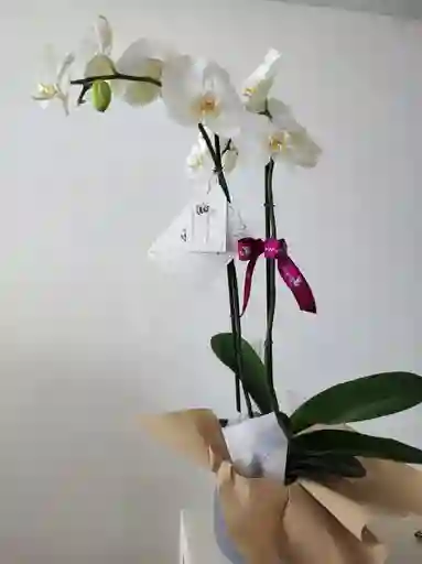 Orquídea Phalaenopsis 2 Varas