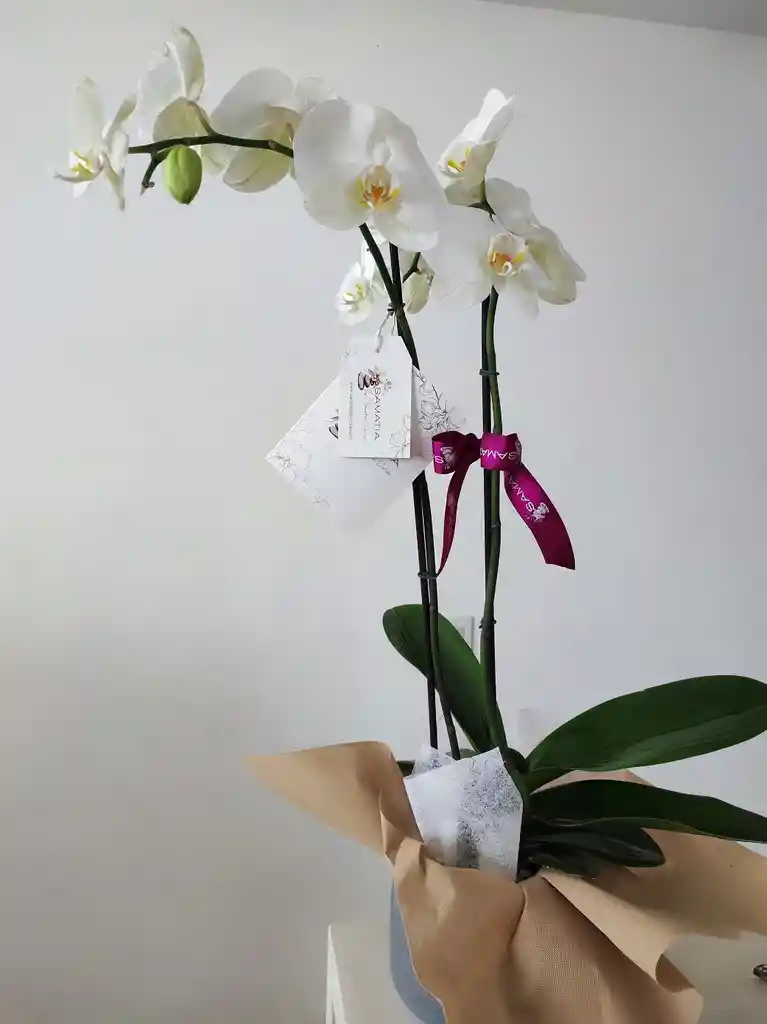 Orquídea Phalaenopsis 2 Varas