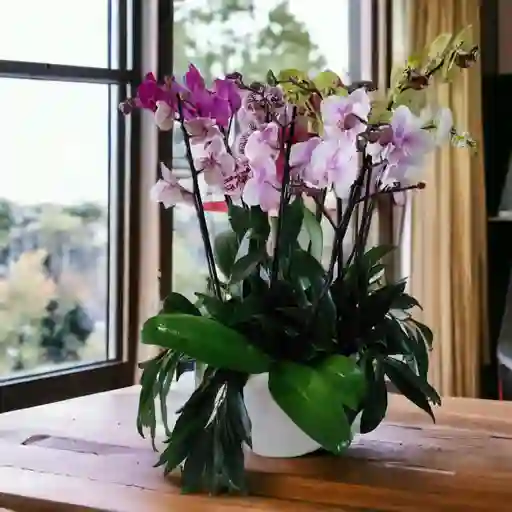 Arreglo De Orquideas Bosque Magico