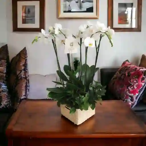 Canasta De Orquideas