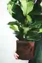 Planta Ficus Lira Natural - Detalle Con Amor Para Regalo En Fecha Especial, Navidad, Cumpleaños, Aniversario, Condolencias, Graduación, Felicitaciones Y Agradecimiento.