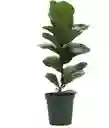 Planta Ficus Lira Natural - Detalle Con Amor Para Regalo En Fecha Especial, Navidad, Cumpleaños, Aniversario, Condolencias, Graduación, Felicitaciones Y Agradecimiento.