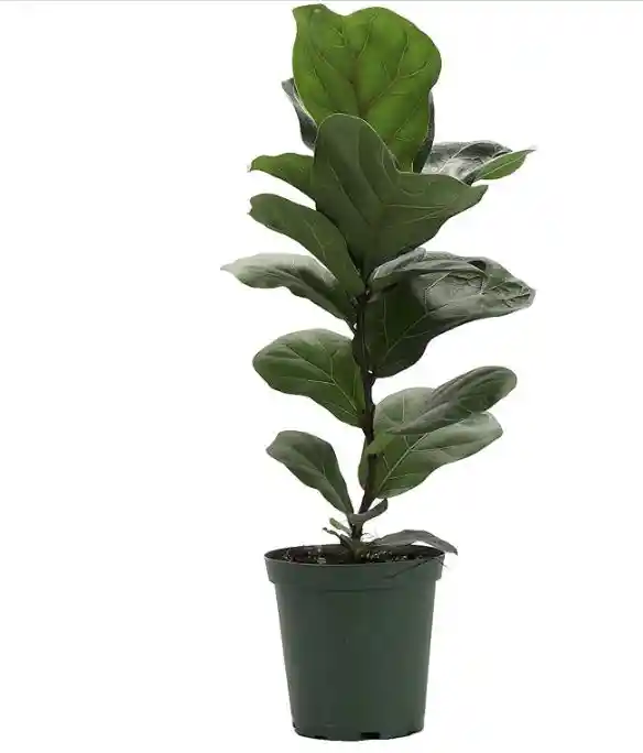 Planta Ficus Lira Natural - Detalle Con Amor Para Regalo En Fecha Especial, Navidad, Cumpleaños, Aniversario, Condolencias, Graduación, Felicitaciones Y Agradecimiento.