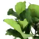 Planta Ficus Lira Natural - Detalle Con Amor Para Regalo En Fecha Especial, Navidad, Cumpleaños, Aniversario, Condolencias, Graduación, Felicitaciones Y Agradecimiento.