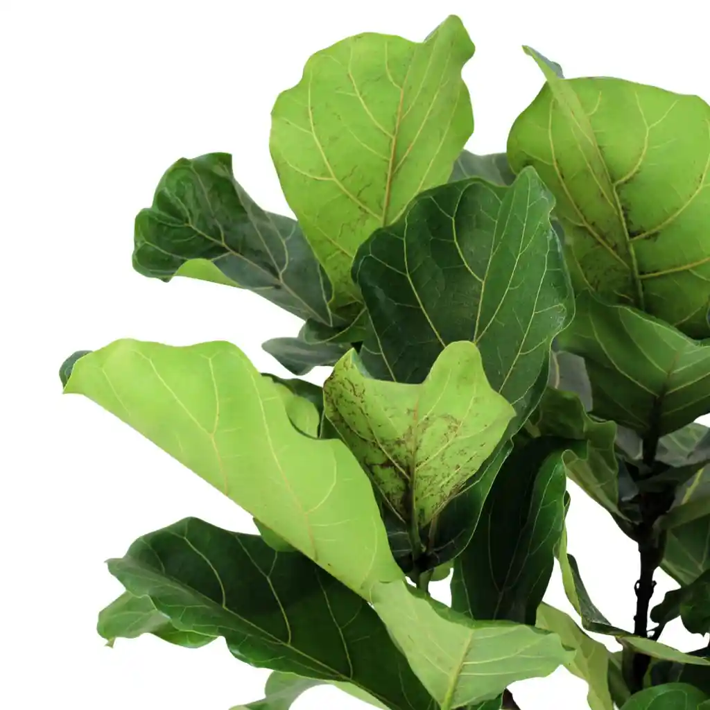 Planta Ficus Lira Natural - Detalle Con Amor Para Regalo En Fecha Especial, Navidad, Cumpleaños, Aniversario, Condolencias, Graduación, Felicitaciones Y Agradecimiento.