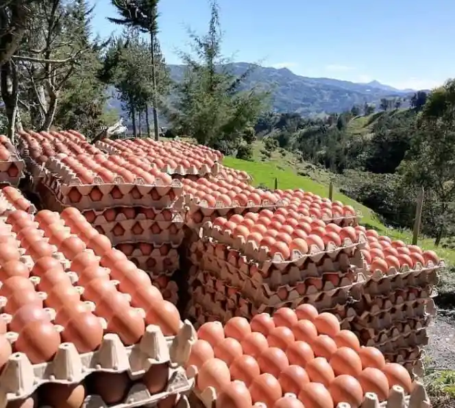 Huevos Criollos Campesinos De Gallinas En Pastoreo Libres De Jaulas Tipo M