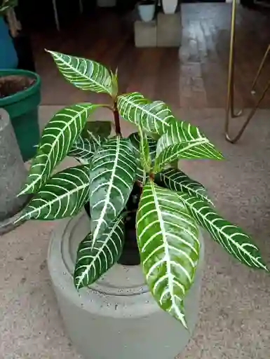 Aphelandra