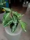 Aphelandra