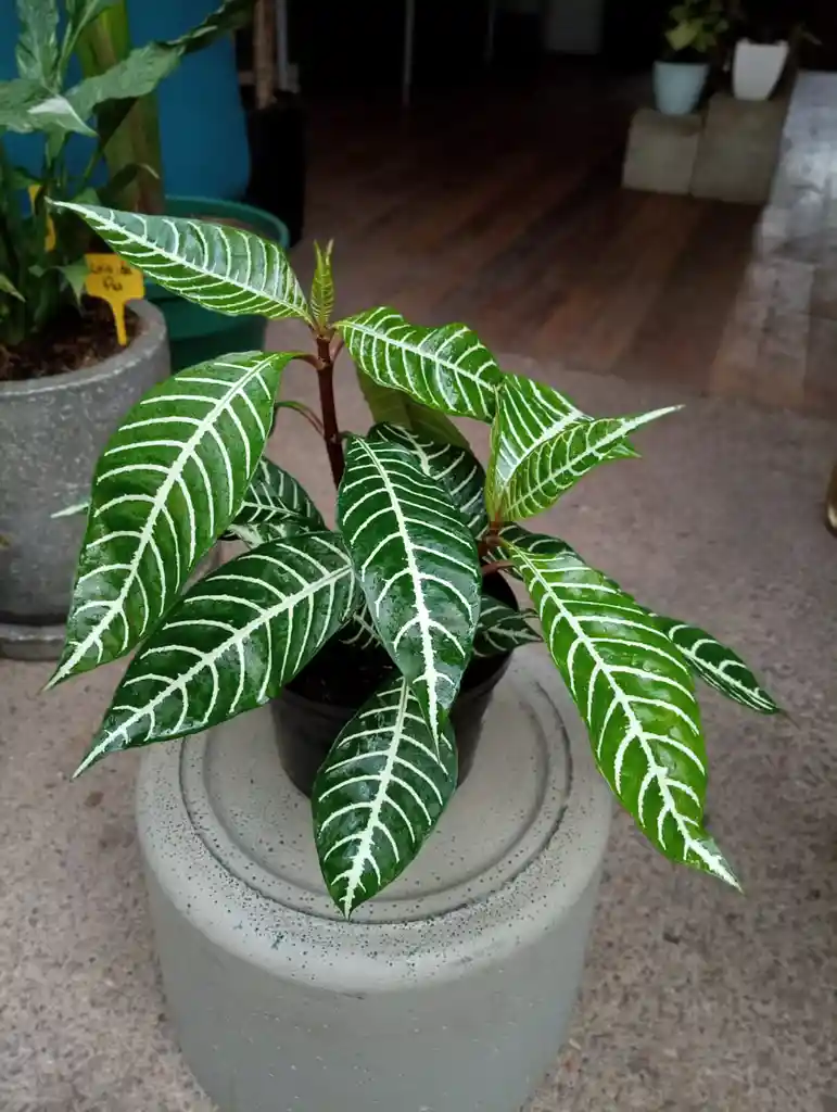 Aphelandra