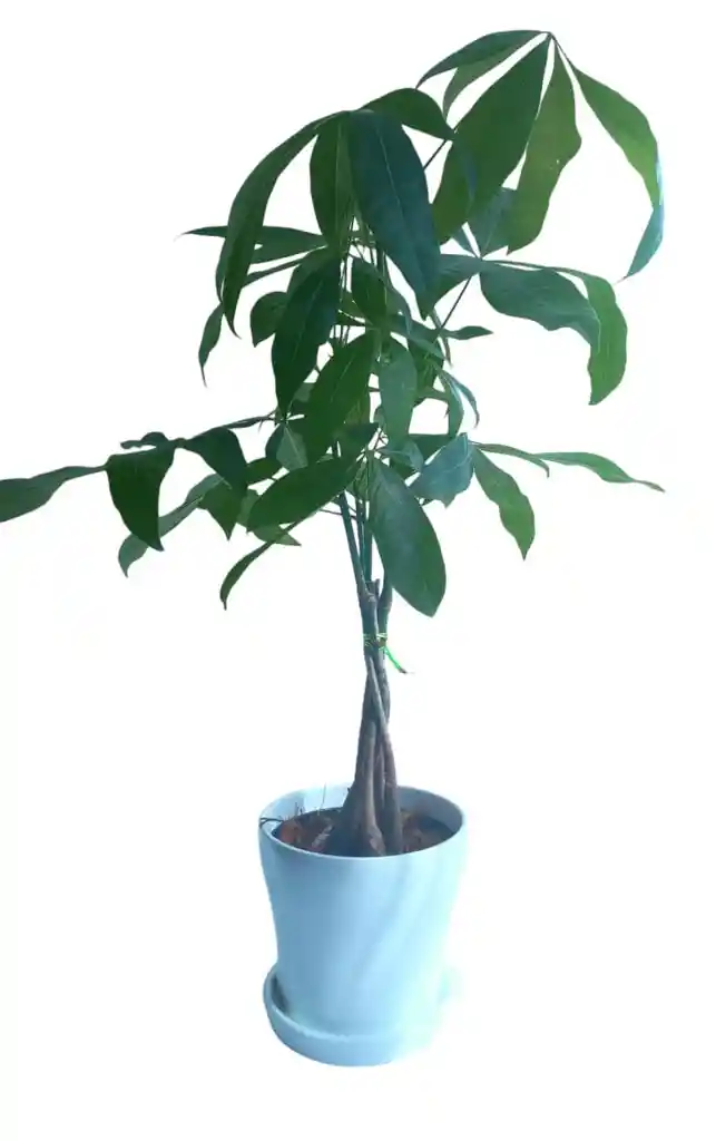 Pachira Arbol Trenzado Matera Ceramica Oferta Amor Amistad