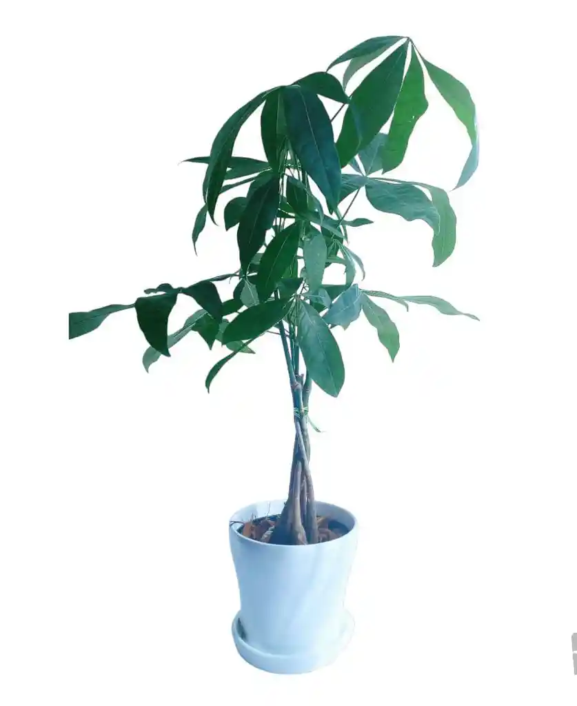 Pachira Arbol Trenzado Matera Ceramica Oferta Amor Amistad