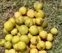 Guayaba- Coronilla